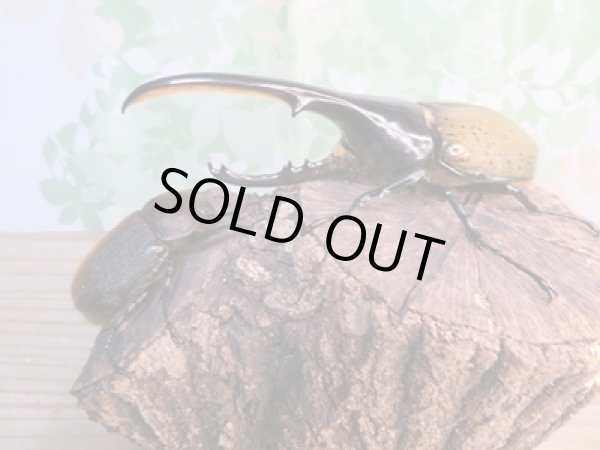 画像5: ☆美麗新成虫☆D.H.ヘラクレス♂138ミリ♀フリーサイズ別血統ペア販売!! (5)