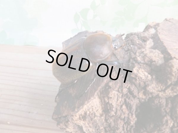 画像4: ☆新成虫☆D.H.ヘラクレス♂108ミリ♀フリーサイズ別血統ペア販売!! (4)