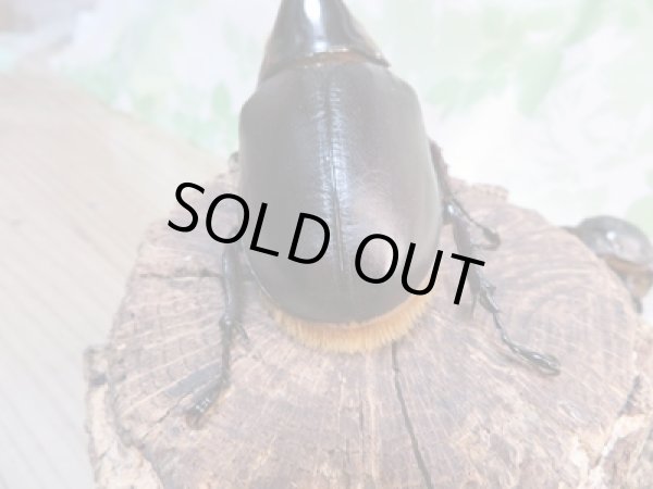 画像3: ☆大型新成虫☆サタンオオカブト♂98ミリ♀フリーサイズペア販売!! (3)