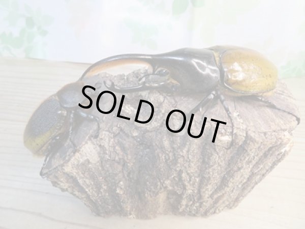 画像5: ☆稀少新成虫☆D.H.モリシマイ♂116ミリ♀65ミリペア販売!! (5)