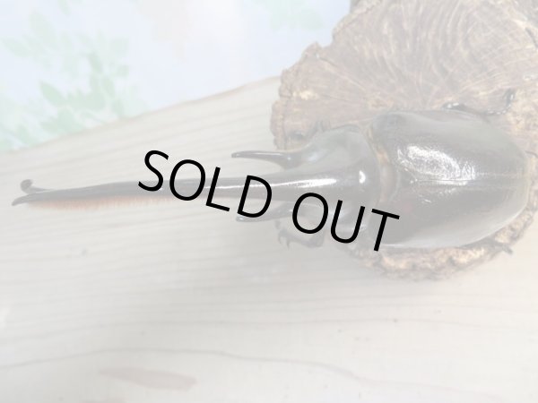 画像2: ☆美麗新成虫☆ネプチューンオオカブト♂140ミリ♀67ミリペア販売!! (2)