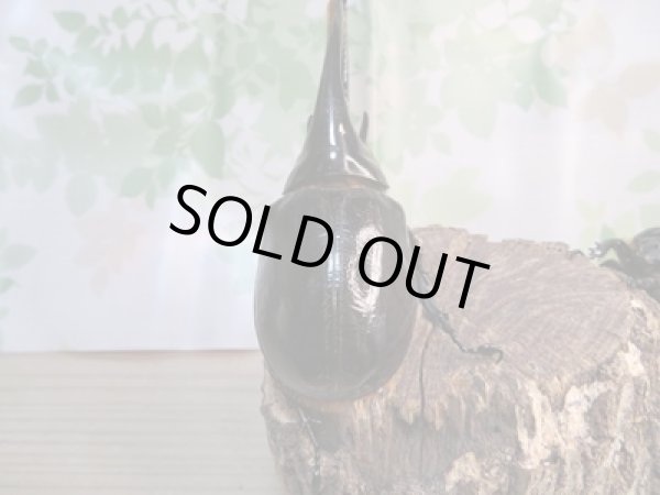 画像3: ☆美麗新成虫☆ネプチューンオオカブト♂140ミリ♀67ミリペア販売!! (3)