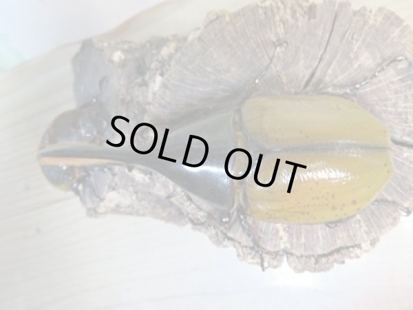 画像2: ☆稀少新成虫☆D.H.モリシマイ♂116ミリ♀65ミリペア販売!! (2)