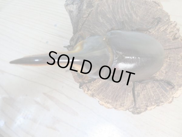 画像2: ☆大型新成虫☆サタンオオカブト♂98ミリ♀フリーサイズペア販売!! (2)