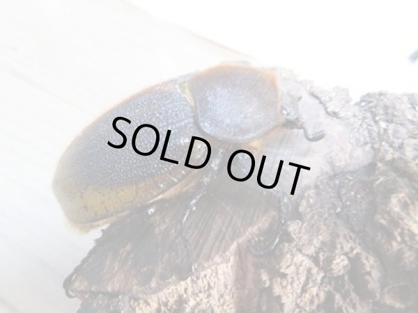 画像4: ☆稀少新成虫☆D.H.モリシマイ♂116ミリ♀65ミリペア販売!! (4)