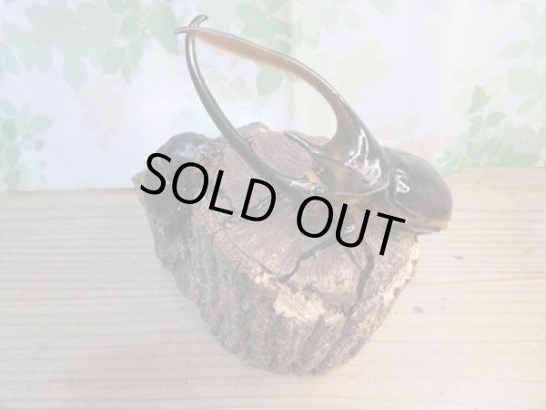 画像5: ☆美麗新成虫☆ネプチューンオオカブト♂140ミリ♀67ミリペア販売!! (5)