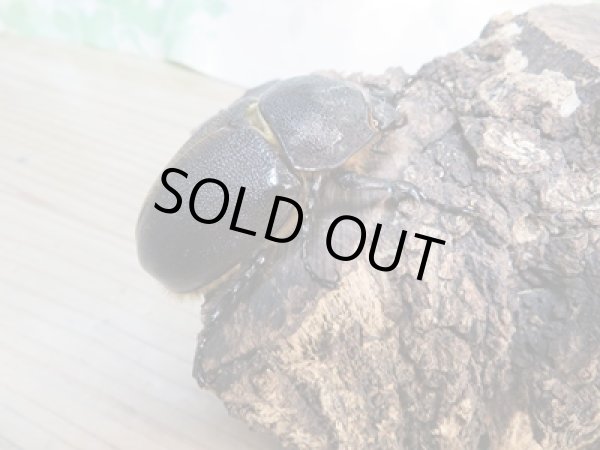 画像4: ☆大型新成虫☆サタンオオカブト♂98ミリ♀フリーサイズペア販売!! (4)