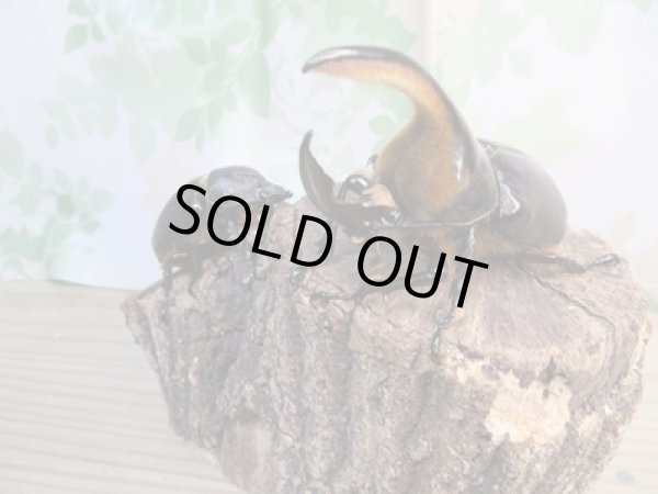 画像5: ☆大型新成虫☆サタンオオカブト♂98ミリ♀フリーサイズペア販売!! (5)