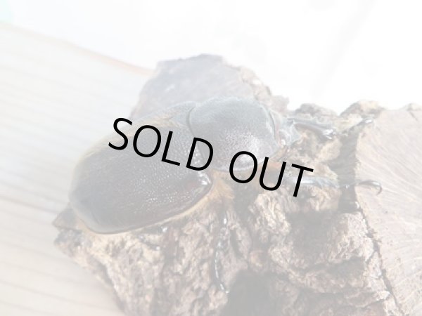 画像4: ☆美麗新成虫☆ネプチューンオオカブト♂140ミリ♀67ミリペア販売!! (4)