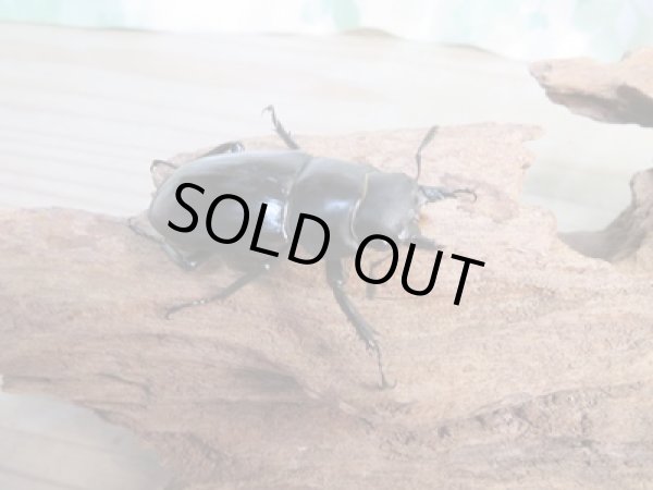 画像4: 大型血統☆新成虫☆フォルスターフタマタクワガタ(亜種ニシ)♂82ミリ♀46.5ミリ別血統ペア販売!! (4)