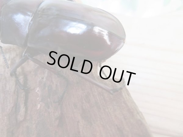 画像4: 大型血統☆新成虫☆フォルスターフタマタクワガタ(亜種ニシ)♂ーA´86ミリ♀48.8ミリペア販売!! (4)