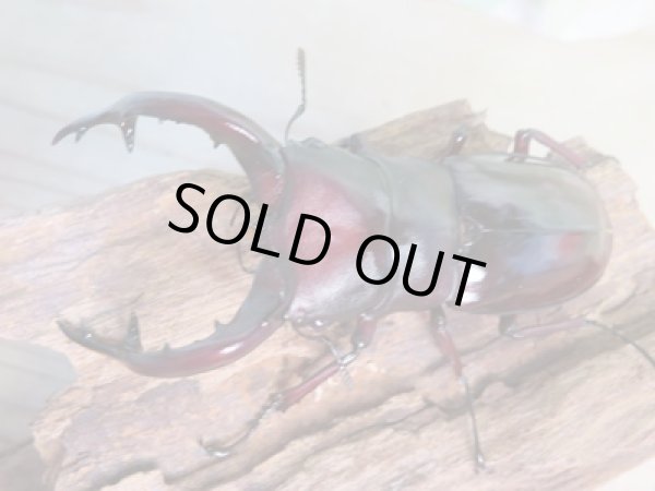 画像2: 大型血統☆新成虫☆フォルスターフタマタクワガタ(亜種ニシ)♂ーA´86ミリ♀48.8ミリペア販売!! (2)