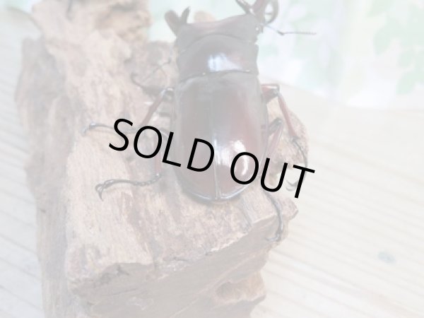 画像3: 大型血統☆新成虫☆フォルスターフタマタクワガタ(亜種ニシ)♂ーA´86ミリ♀48.8ミリペア販売!! (3)