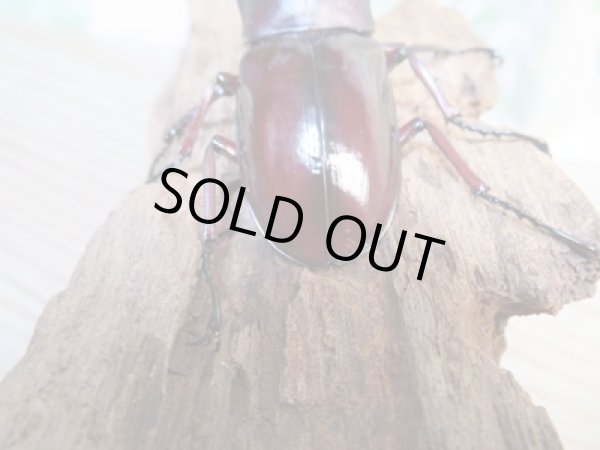 画像3: 大型血統☆新成虫☆フォルスターフタマタクワガタ(亜種ニシ)♂82ミリ♀46.5ミリ別血統ペア販売!! (3)