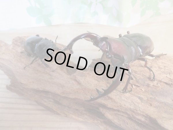 画像6: 大型血統☆新成虫☆フォルスターフタマタクワガタ(亜種ニシ)♂ーA´86ミリ♀48.8ミリペア販売!! (6)