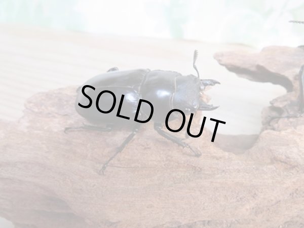 画像5: 大型血統☆新成虫☆フォルスターフタマタクワガタ(亜種ニシ)♂ーA´86ミリ♀48.8ミリペア販売!! (5)