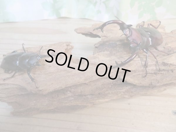 画像5: 大型血統☆新成虫☆フォルスターフタマタクワガタ(亜種ニシ)♂82ミリ♀46.5ミリ別血統ペア販売!! (5)