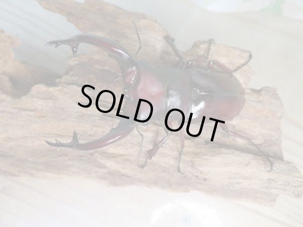 画像2: 大型血統☆新成虫☆フォルスターフタマタクワガタ(亜種ニシ)♂82ミリ♀46.5ミリ別血統ペア販売!! (2)