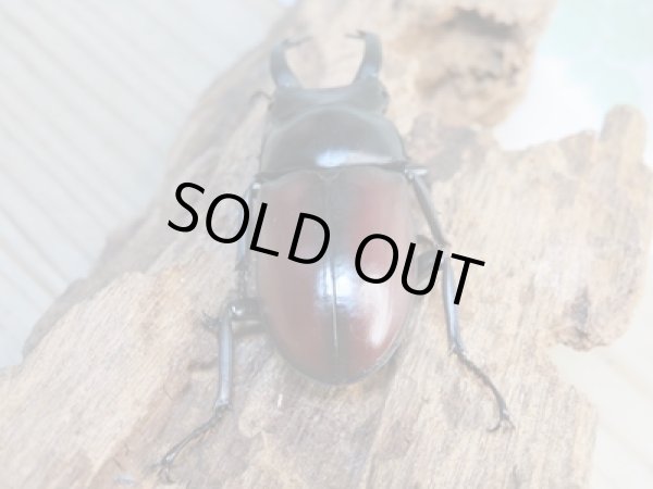 画像3: ☆新成虫☆ドンキエールコクワガタ(赤ドンキ)♂64ミリ♀35ミリ別血統ペア販売!! (3)