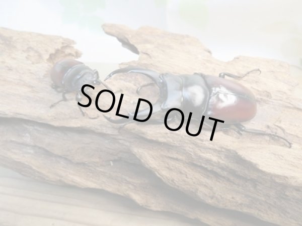 画像5: ☆新成虫☆ドンキエールコクワガタ(赤ドンキ)♂64ミリ♀35ミリ別血統ペア販売!! (5)