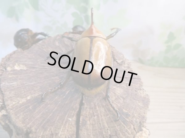 画像3: 新成虫!ゴロファ・ポルテリ(ノコギリタテツノカブト)♂51ミリ♀50ミリペア+♀45ミリトリオ販売!! (3)