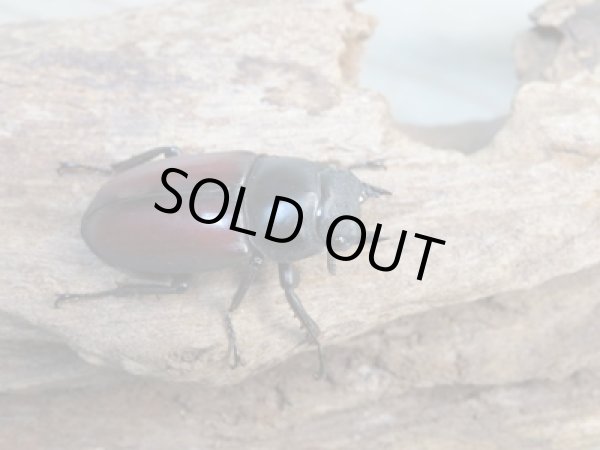 画像4: ☆新成虫☆ドンキエールコクワガタ(赤ドンキ)♂64ミリ♀35ミリ別血統ペア販売!! (4)