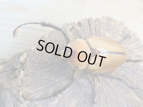 画像2: 新成虫!ゴロファ・ポルテリ(ノコギリタテツノカブト)♂51ミリ♀50ミリペア+♀45ミリトリオ販売!! (2)