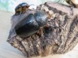 画像4: 新成虫！ゴロファ・ポルテリ（ノコギリタテツノカブト）♂51ミリ♀50ミリペア＋♀45ミリトリオ販売！！ (4)