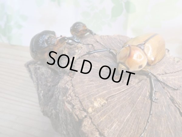 画像6: 新成虫!ゴロファ・ポルテリ(ノコギリタテツノカブト)♂51ミリ♀50ミリペア+♀45ミリトリオ販売!! (6)