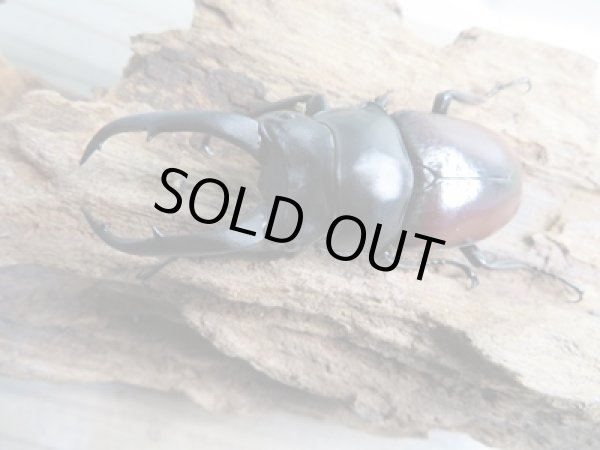 画像2: ☆新成虫☆ドンキエールコクワガタ(赤ドンキ)♂64ミリ♀35ミリ別血統ペア販売!! (2)