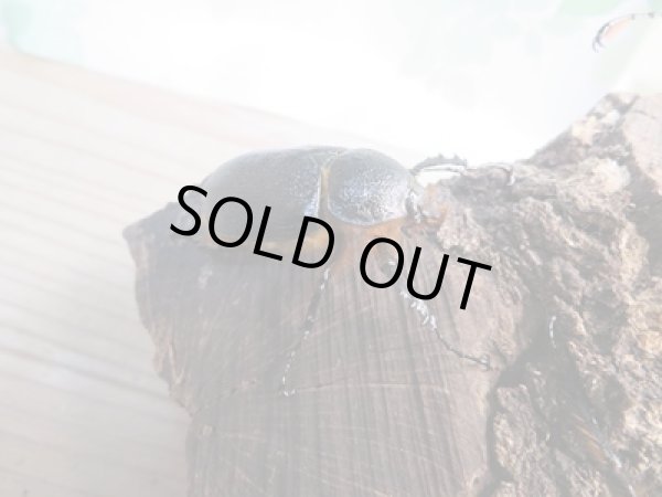 画像5: 新成虫!ゴロファ・ポルテリ(ノコギリタテツノカブト)♂51ミリ♀50ミリペア+♀45ミリトリオ販売!! (5)