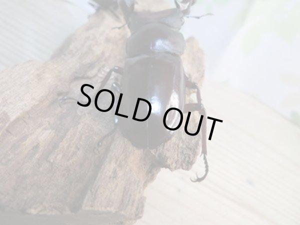 画像3: ☆新成虫☆フォルスターフタマタクワガタ(原名亜種)♂73ミリ♀40ミリ別血統ペア販売!! (3)