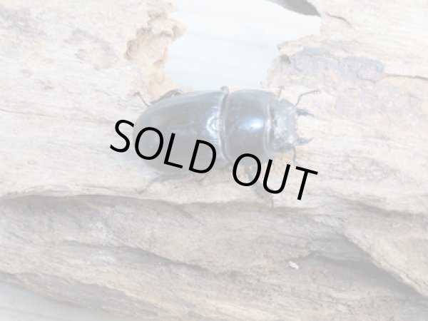 画像4: 新成虫☆WF2☆ユーリケファルスヒラタクワガタ♂64ミリ〜68ミリ♀フリーサイズペア販売!! (4)