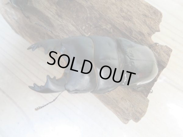 画像2: 新成虫☆WF2☆ユーリケファルスヒラタクワガタ♂64ミリ〜68ミリ♀フリーサイズペア販売!! (2)