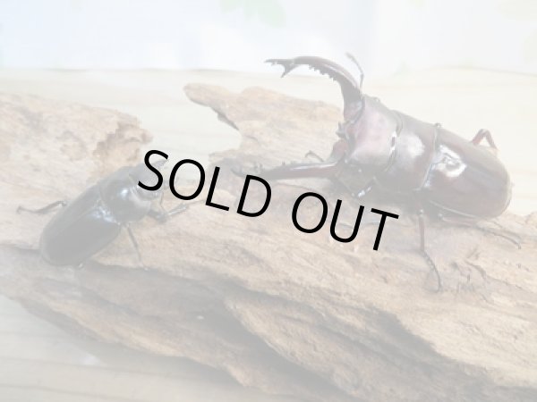 画像5: ☆新成虫☆フォルスターフタマタクワガタ(原名亜種)♂73ミリ♀40ミリ別血統ペア販売!! (5)