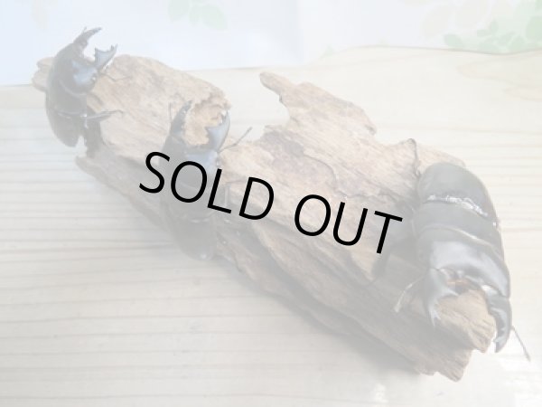 画像6: 新成虫☆WF2☆ユーリケファルスヒラタクワガタ♂64ミリ〜68ミリ♀フリーサイズペア販売!! (6)