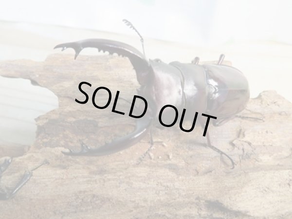 画像2: ☆新成虫☆フォルスターフタマタクワガタ(原名亜種)♂73ミリ♀40ミリ別血統ペア販売!! (2)