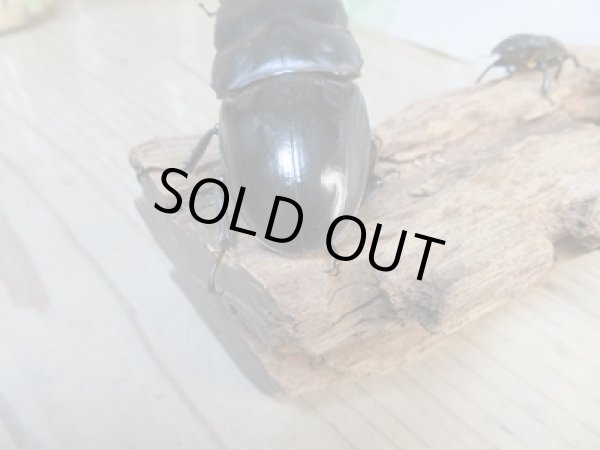 画像3: 新成虫☆WF2☆ユーリケファルスヒラタクワガタ♂64ミリ〜68ミリ♀フリーサイズペア販売!! (3)