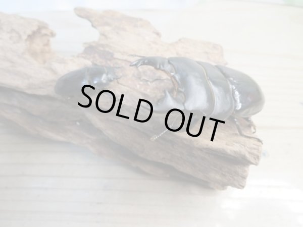 画像5: 新成虫☆WF2☆ユーリケファルスヒラタクワガタ♂64ミリ〜68ミリ♀フリーサイズペア販売!! (5)