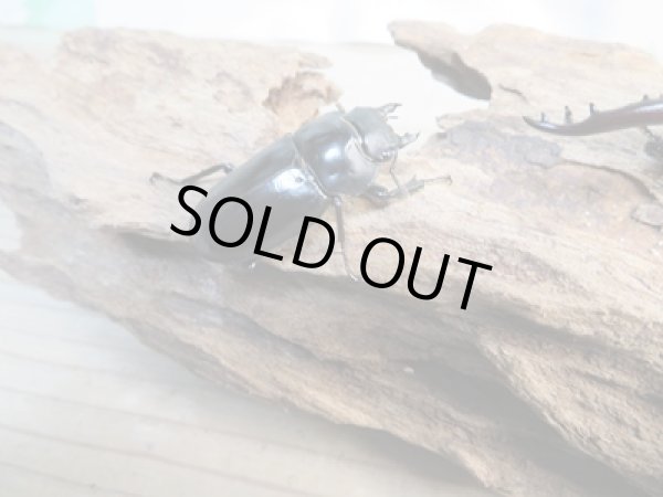 画像4: ☆新成虫☆フォルスターフタマタクワガタ(原名亜種)♂73ミリ♀40ミリ別血統ペア販売!! (4)