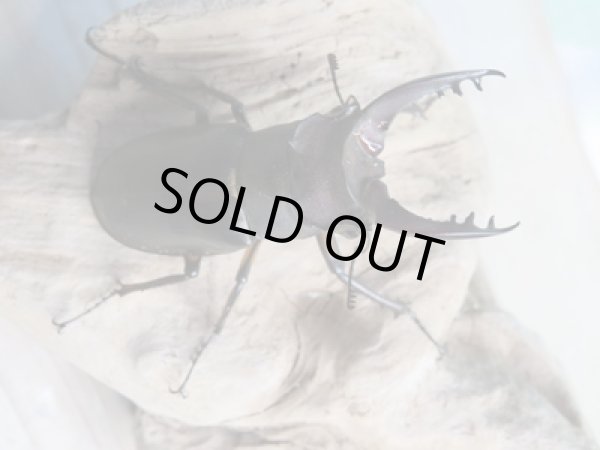 画像2: ☆入手困難種☆アマミミヤマクワガタ♂46ミリ♀31ミリペア販売!! (2)