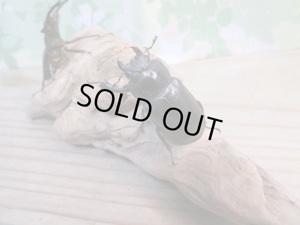 画像4: ☆入手困難種☆アマミミヤマクワガタ♂46ミリ♀31ミリペア販売!! (4)