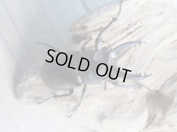 画像2: ☆入手困難種☆アマミミヤマクワガタ♂43ミリ♀34ミリペア販売!! (2)