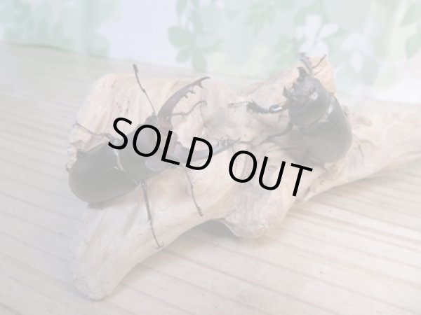 画像5: ☆入手困難種☆アマミミヤマクワガタ♂46ミリ♀31ミリペア販売!! (5)