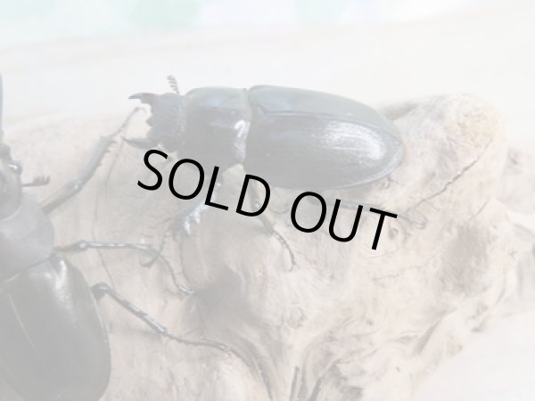 画像4: ☆入手困難種☆アマミミヤマクワガタ♂43ミリ♀34ミリペア販売!! (4)