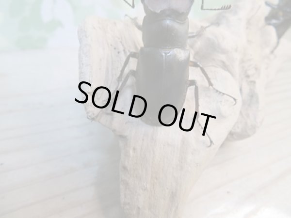 画像3: ☆入手困難種☆アマミミヤマクワガタ♂46ミリ♀31ミリペア販売!! (3)