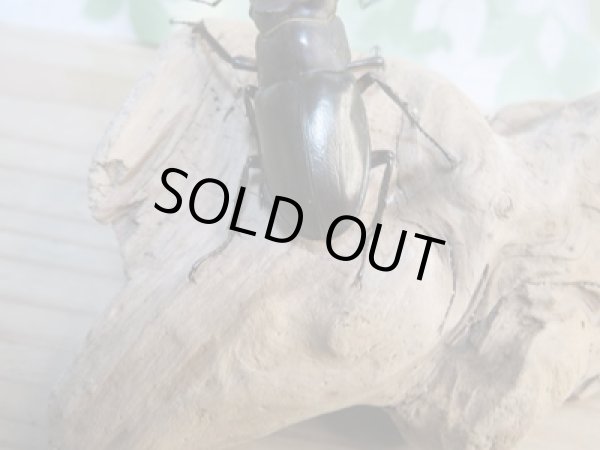 画像3: ☆入手困難種☆アマミミヤマクワガタ♂43ミリ♀34ミリペア販売!! (3)