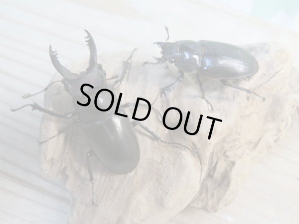 画像5: ☆入手困難種☆アマミミヤマクワガタ♂43ミリ♀34ミリペア販売!! (5)