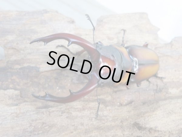 画像2: ☆美麗人気種☆新成虫!ミラビリスノコギリクワガタ♂62ミリ♀30ミリ別血統ペア販売!! (2)