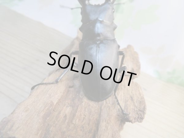 画像3: ☆新成虫☆ギラファノコギリクワガタ(亜種ケイスケ)♂100ミリ♀49ミリ別血統ペア販売!! (3)